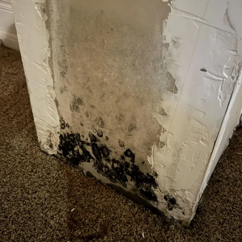 Professional Mold Removal in Copper Canyon, TX